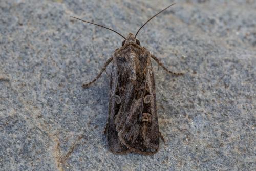 Euxoa sp.